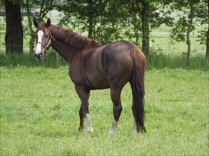 Brown horse stands on a green meadow and looks back, surrounded by trees, horses and foals on a