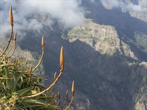 Mountain landscape with clouds and fog in the background, Aloe vera plants in the foreground,