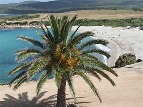 Beach with a large palm tree in the foreground and turquoise sea in the background, Corsica,