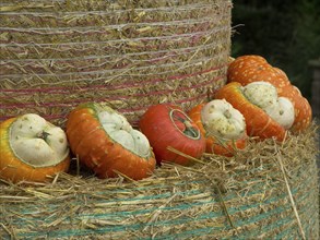 Various pumpkins on an autumnal decoration made of straw, many colourful pumpkins for decoration in