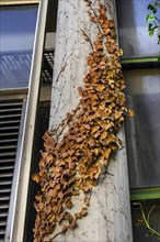 Concrete column with dried common ivy (Hedera helix), Kempten, Allgaeu, Bavaria, Germany, Europe