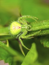 Crab Spider, Heriaeus hirtus, Green Crab Spider, Albania, Europe