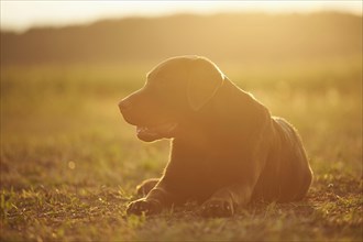 Close-up of a Labrador Retriever on a meadow in late summer