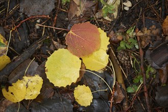 Foliage of aspen (Populus tremula) in autumn, Bavaria, Germany, Europe