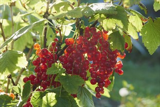 Close-up of redcurrant (Ribes rubrum) fruits in a garden in late summer, Bavaria, Germany, Europe