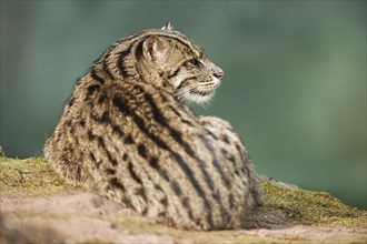 Close-up of a fishing cat (Prionailurus viverrinus) in spring