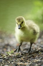 Close-up of a Canada goose (Branta canadensis) chick on a meadow in spring