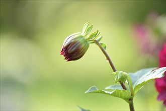 Close-up of a red Dahlia blossom in a garden in summer