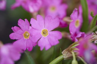 Close-up of Himalayan meadow primrose (Primula rosea) blossoms in spring