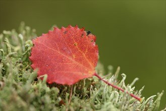 A common aspen (Populus tremula) leave in autumn