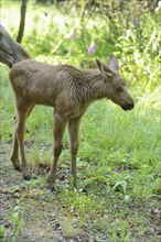 Close-up of a Eurasian elk (Alces alces) youngster in a forest in early summer, Bavarian Forest