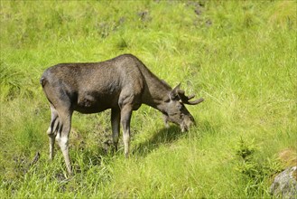 Close-up of a Eurasian elk (Alces alces) in a forest in early summer, Bavarian Forest National