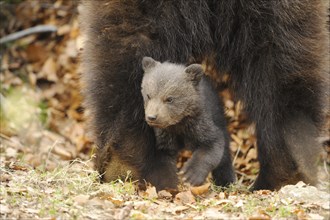 Close-up of a Eurasian brown bear (Ursus arctos arctos) cub with her mother in a forest in spring,