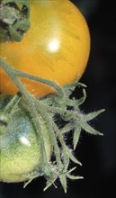 Macro photograph of unripe green and ripe yellow tomatoes on a dark green plant stem Solanum