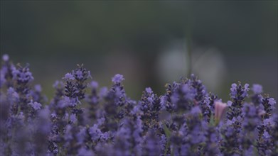Purple lavender flowers blooming in a field