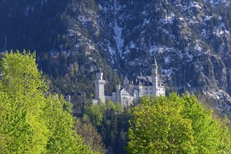 Neuschwanstein Castle in spring, Schwangau, Ostallgaeu, Allgaeu, Swabia, Upper Bavaria, Bavaria,
