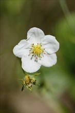 Close-up of a wild strawberry (Fragaria vesca) blossom in a meadow in spring
