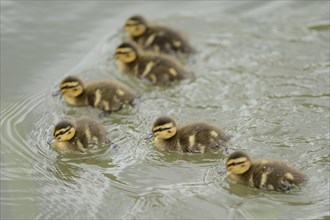 Close-up of mallard or wild duck (Anas platyrhynchos) chicks swimming on a little lake in spring