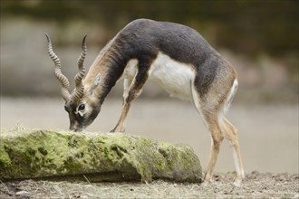 Close-up of a blackbuck (Antilope cervicapra) male