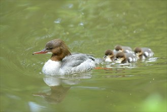 Close-up of a common merganser goosander (Mergus merganser) mother with her chicks swimming in the