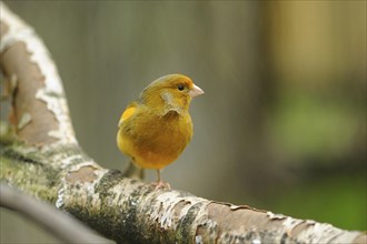 Close-up of a Domestic Canary (Serinus canaria domestica) on a branch