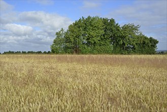 Cereal field, unseeded wheat (Triticum aestivum) interspersed with true grass (Poaceae), deciduous
