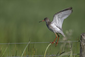 Common redshank (Tringa totanus), standing on a pasture fence, Lower Saxony, Germany, Europe
