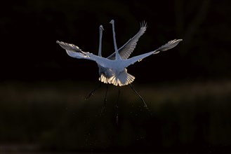 Great egret (Egretta alba), soaring, quarrelling Great Egret against the light, Lusatia, Saxony