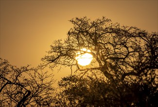 Sun setting behind leafless trees, African savannah, Kruger National Park, South Africa, Africa