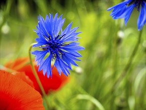 Cornflower (Centaurea cyanus), near Heimschuh, Styria, Austria, Europe