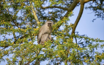 Southern vervet monkey (Chlorocebus pygerythrus) sitting in a flowering tree, eating yellow flowers