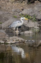 Grey heron (Ardea cinerea) with frog in its beak, eating a captured frog, reflected in the water,