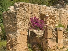 Ancient ruins with purple flowering plants peeking through the ancient rock, Tunis in Africa with