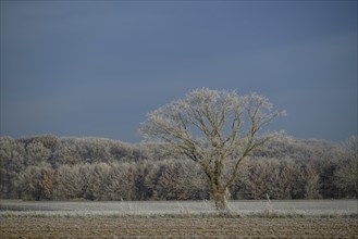Single tree in frozen field, surrounded by winter landscape, Frosty winter time in the early