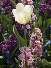 Close-up of a white tulip surrounded by purple and pink flowers, many colourful, blooming tulips in