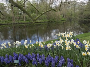 A calm river surrounded by blooming daffodils and hyacinths in a spring garden, many colourful,