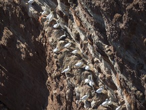 A group of seabirds sitting close together on the rocky cliff, Heligoland, Germany, Europe