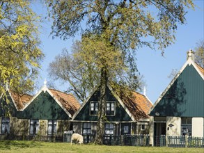 Traditional green houses with red roofs and trees in a rural setting, Enkhuizen, Nirderlande