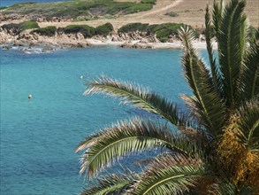 Tropical coastline with palm trees, clear blue water and sandy beach, Corsica, Ajaccio, France,