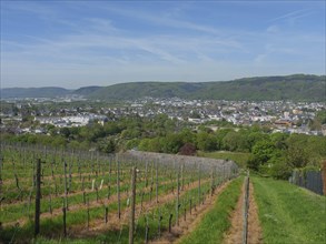 View of vineyards with a city in the background on a sunny day with blue sky, green vines on a