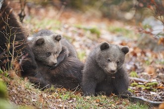 Close-up of two Eurasian or european brown bear (Ursus arctos arctos) cubs in the bavarian forest