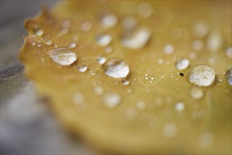 Waterdrops on a common aspen (Populus tremula) leaf in late summer, Bavaria, Germany, Europe