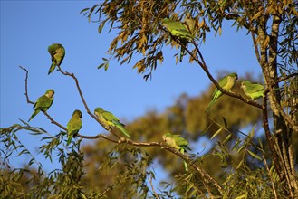 A group of monk parakeets (Myiopsitta monachus) in their natural habitat in Buenos Aires,