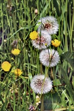 Meadow with dandelion, common dandelion (Taraxacum sect. Ruderalia), and ranunculus auricomus