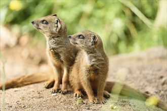 Yellow mongoose (Cynictis penicillata) youngsters outdoors