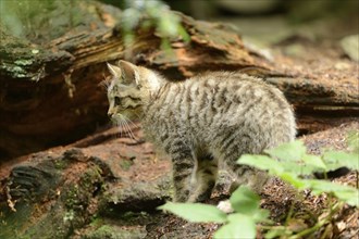 Close-up of a European wildcat (Felis silvestris silvestris) kitten in a forest in spring, Bavarian