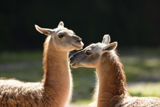 Close-up of two guanacos (Lama guanicoe) in spring