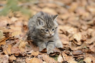 Close-up of a European wildcat (Felis silvestris silvestris) kitten in a forest in spring, Bavarian