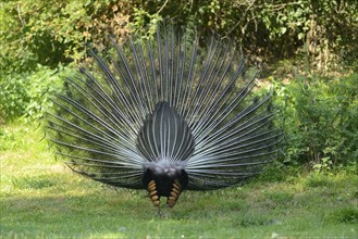 Close-up of a Indian peafowl or blue peafowl (Pavo cristatus) on a meadow in spring