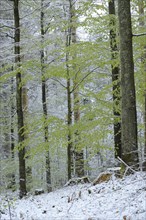 Landscape of a snowy European beech or common beech (Fagus sylvatica) forest in spring, Bavaria,